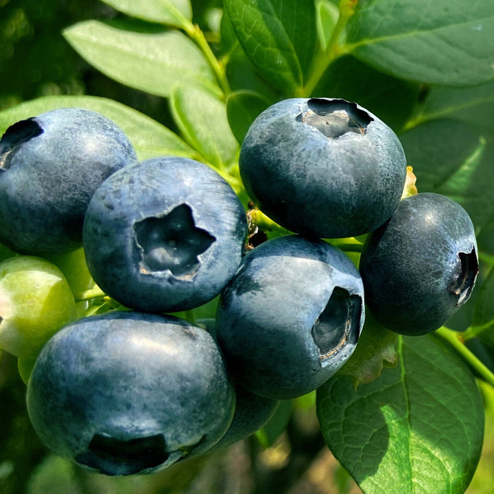 Fresh, Real Organic Florida Blueberries (5 lbs)